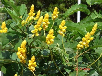 Cassia alata (Candle Bush, Empress Candle Plant, Candletree, Candelabra Bush, Ringworm Tree)