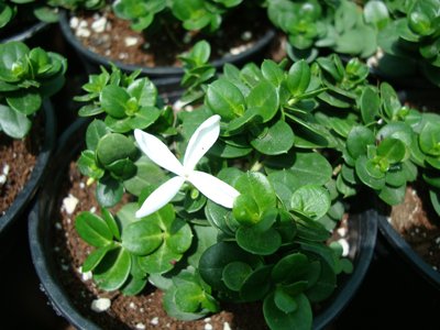 Carissa grandiflora Boxwood Beauty (Compact Natal Plum)