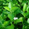 Clerodendrum inerme (Wild Jasmine)