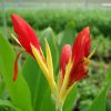 Canna indica Purpurea (Canna Lily, Indian Shot)