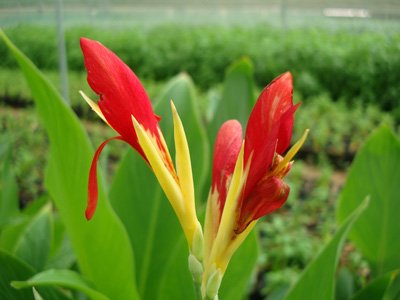 Canna indica Purpurea (Canna Lily, Indian Shot)