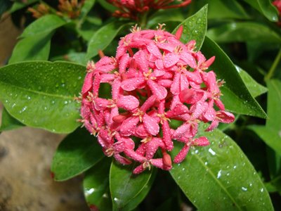 Ixora coccinea Pink (Flame of the Woods, Jungle Flame, Jungle Geranium)