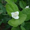 Jasminum sambac (Sacred Jasmine, Asian Jasmine, Asiatic Jasmine, Pikake)