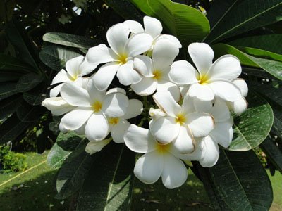 Plumeria obtusa (Frangipani, Plumeria)