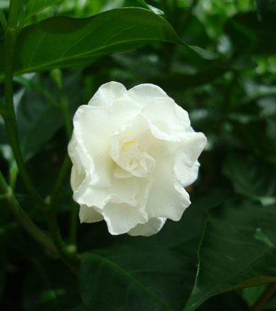 Tabernaemontana coronaria (Crepe Jasmine, East Indian rosebay, Paper gardenia)