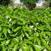 Tabernaemontana divaricata (Crepe Jasmine, East Indian rosebay, Paper gardenia)