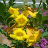Tecoma smithii (Trumpet bush, Yellow bells)