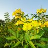Tecoma stans (Trumpet bush, Yellow bells, Yellow elder)