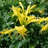 Tecomaria capensis Yellow (Cape Honeysuckle)