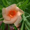 Thevetia peruviana (Lucky Nut, Yellow Oleander, Mexican Oleander)