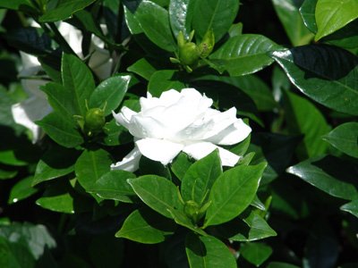 Gardenia jasminoides (Gardenia, Cape Jasmine, Gandharaj)