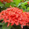 Ixora chinensis Red (Chinese Ixora)
