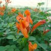 Tecomaria capensis Orange (Cape Honeysuckle)