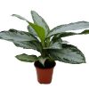 Aglonema Silver Bay, Chinese Evergreen, Silver Queen