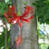 Hibiscus schizopetalus (Chinese Lanterns, Japanese Lanterns, Fringed Rosemallow, Waltzing Ladies)