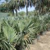 Bismarckia nobilis (Bismarck Palm)