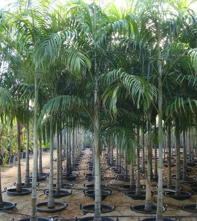 Carpentaria acuminata (Carpentaria Palm)