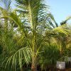 Cocos nucifera (Coconut Palm)