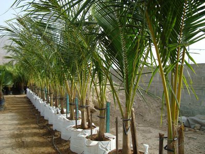 Cocos nucifera (Coconut Palm)