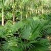 Livistona chinensis (Chinese Fan Palm, Fountain Palm)