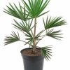 Latania loddigesii (Blue Latan Palm)