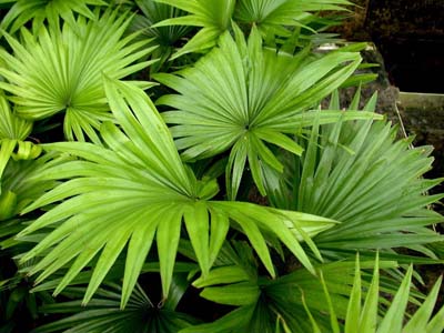 Livistona rotundifolia (Footstool Palm, Roundleaf Fan Palm, Serdang)
