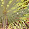 Latania verschaffeltii (Yellow Latan Palm)