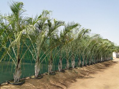 Neodypsis decaryi (Triangle Palm)