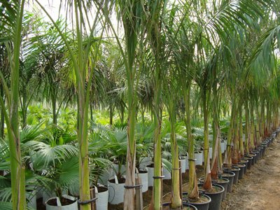 Roystonea regia (Royal Palm)