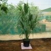 Sabal palmetto (Cabbage Palmetto Palm, Sabal Palm, Carolina Palmetto, Common Blue Palmetto)