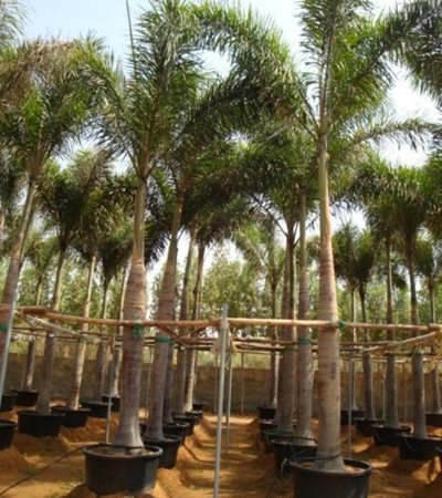 Wodyetia bifurcata (Foxtail Palm)