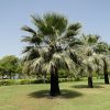 Washingtonia filifera (California Fan Palm)