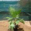 Washingtonia robusta (Mexican Fan Palm, Skyduster)