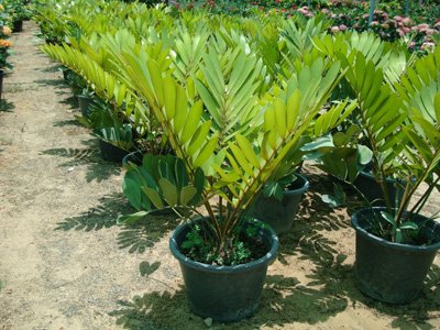 Zamia furfuracea (Cardboard Palm)