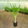 Crinum asiaticum (Poison Bulb, Giant Crinum Lily, Grand Crinum Lily, Spider Lily)