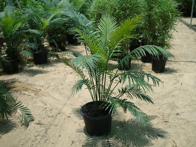 Cycas circinalis (Crozier Cycas, Fern Cycas, Fern Palm, Palm-leaved Cycas, Queen Sago, Sago Palm)
