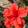 Hibiscus rosa-sinensis (Chinese Hibiscus, Rose-of-China, Hawaiian Hibiscus)