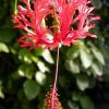 Hibiscus schizopetalus (Chinese Lanterns, Japanese Lanterns, Fringed Rosemallow, Waltzing Ladies)