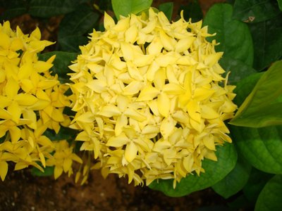 Ixora coccinea Yellow (Flame of the Woods, Jungle Flame, Jungle Geranium)