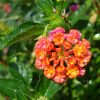 Lantana camara Crimson (Lantana)