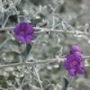 Leucophyllum candidum Thunder Cloud (Thunder Cloud Texas Sage)