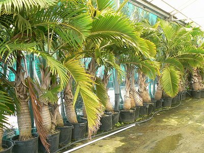 Mascarena lagenicaulis (Bottle Palm)