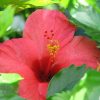 Hibiscus rosa-sinensis Variegata (Variegated Tropical Hibiscus)