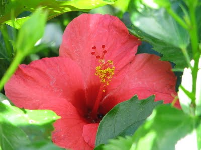 Hibiscus rosa-sinensis Variegata (Variegated Tropical Hibiscus)