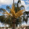 Livistona decipiens (Fountain Palm, Ribbon Palm, Weeping Cabbage Palm)