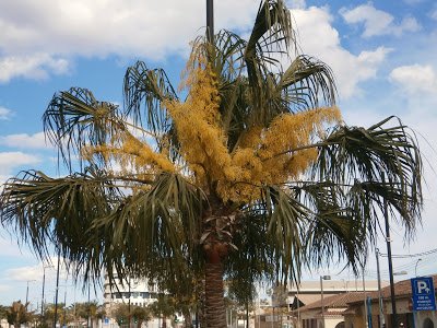 Livistona decipiens (Fountain Palm, Ribbon Palm, Weeping Cabbage Palm)