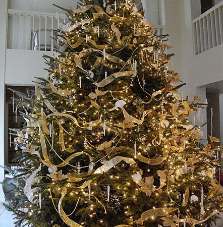 Christmas tree fraser Fir