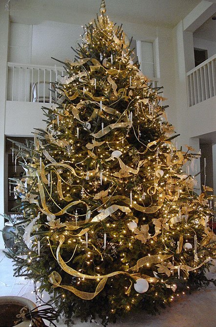 Christmas tree fraser Fir